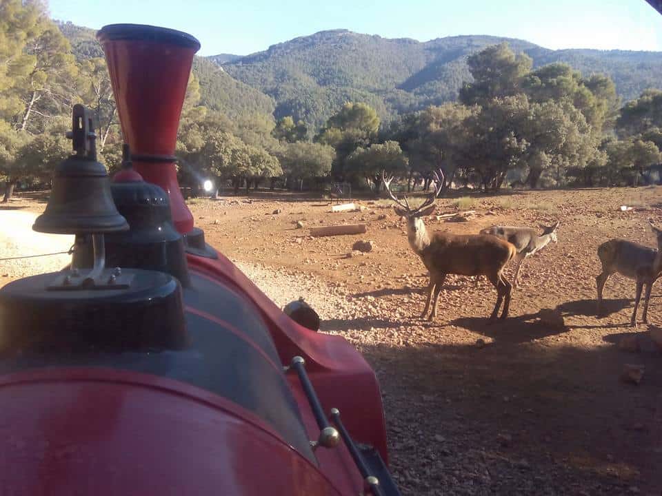 Tren turístico Parque Cinegético Collado del Almendral (Cazorla)